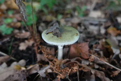 Бледная поганка (Amanita phallodes) - YouTube