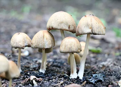 Бледная поганка (Amanita phalloides) – Грибы Сибири [Вложение: 6343]