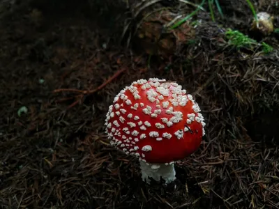 Бледная поганка (Amanita phalloides) фотографии, видео и истории
