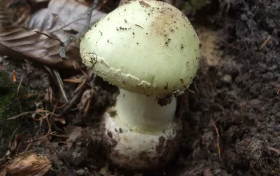 Amanita phalloides, Бледная поганка (мухомор зелёный)
