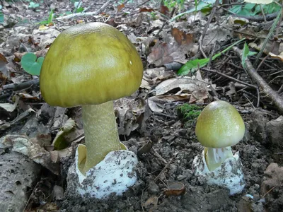 Поганка малая (Животные Этошы) · iNaturalist
