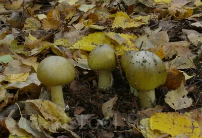 Бледная поганка (Amanita phalloides) – Грибы Сибири [Вложение: 8978]