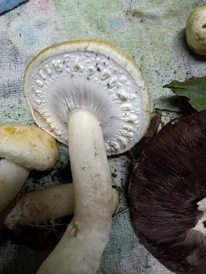 Бледная поганка (Amanita phalloides) фотографии, видео и истории