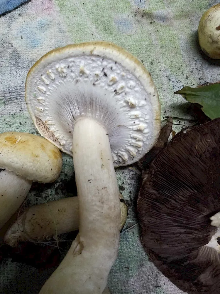 Бледная поганка (Amanita phalloides) фотографии, видео и истории Бледная поганка (Amanita phalloides) фотографии, видео и истории