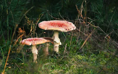 Весенняя Поганка / Проза.ру