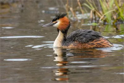 Поганка черношейная (Животный мир Восточно- Казахстанской Области) ·  iNaturalist