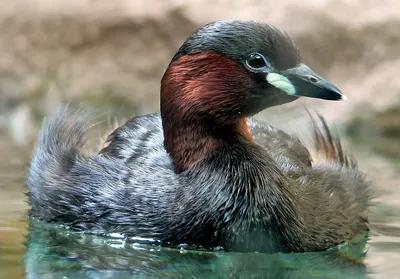 Западная поганка - eBird