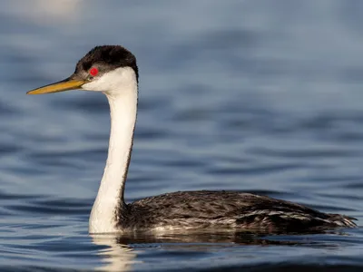 Большая поганка или Чомга – Podiceps cristatus (Linnaeus, 1758) « Красная  книга Томской области | ОГБУ \"Облкомприрода\"