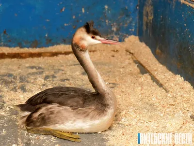 Малая поганка Tachybaptus ruficollis Little Grebe