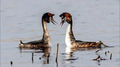 Западная поганка - eBird