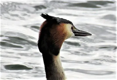 Малая поганка (Little grebe). Photographer Konstantin Slobodchuk