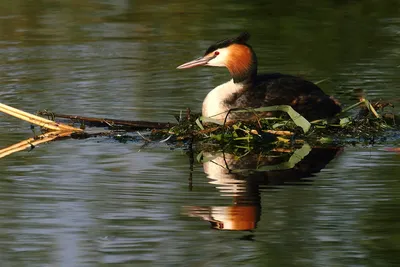 Западная поганка - eBird