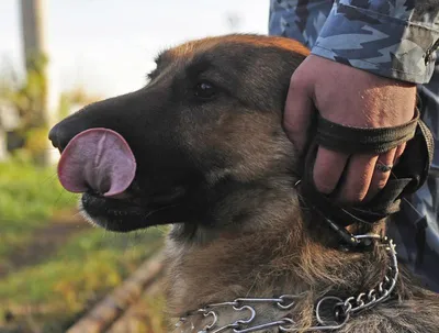 Собаки на службе Родине