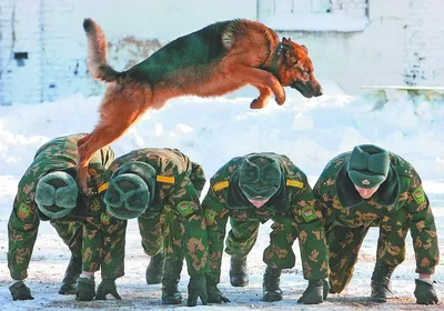 Пограничные собаки фото фотографии