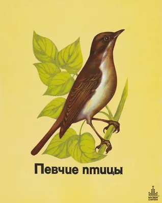 Певчие птицы. Средняя полоса европейской части России. Определитель с  голосами птиц Владимир Архипов, Евгений Коблик - купить книгу Певчие птицы.  Средняя полоса европейской части России. Определитель с голосами птиц в  Минске —