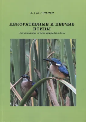 Красивые певчие птицы и др.: 150 грн. - Пташки Київ на Olx