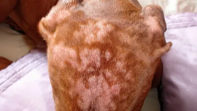 Аллергия на корм у собак - Veterinar-Dermatolog