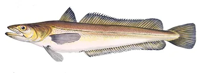 Масляная рыба (Escolar) (Lepidocybium flavobrunneum) - sharkseafoods.com