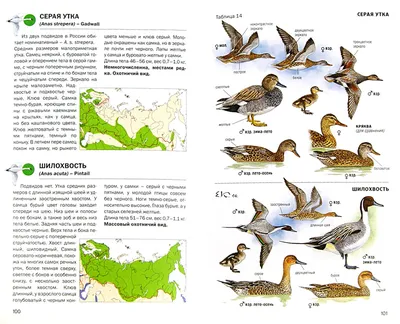 Полевой конек (Anthus campestris) Tawny Pipit - Трясогузковые  (Motacillidae) - Воробьеобразные Passeriformes - Классификатор птиц  Таганрога и Неклиновского района - Птицы Ростовской обл.В основе-Птицы  Таганрога/Некл.р-на