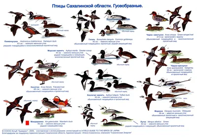 Мелкие птицы средней полосы россии - 51 фото