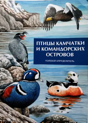 Птицы открытых и околоводных пространств СССР Беме 1983 Birds Beme HC  Illustrat | eBay