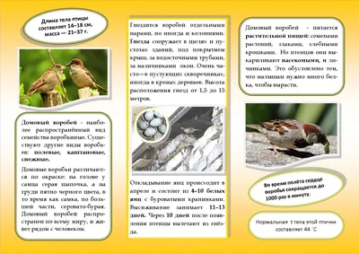 Полевой жаворонок [группа arvensis] - eBird