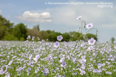 Мастер – класс букет из полевых цветов «Полевые цветы» - Культурный мир  Башкортостана