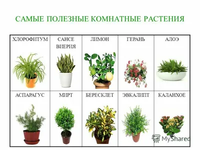 ТОП-9 полезных растений, которые приносят благополучие и счастье