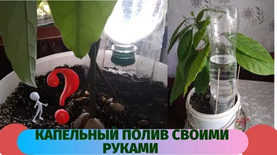 Необычные способы полива комнатных растений на время отпуска | Цветочная  жизнь | Дзен