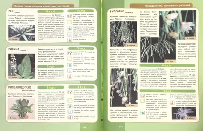 Энциклопедия комнатных растений — купить книги на русском языке в BooksMe в  Испании