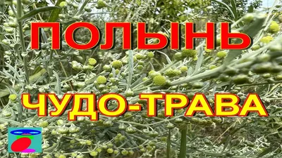 Полынь горькая, полезные свойства и вред – Agro-Market