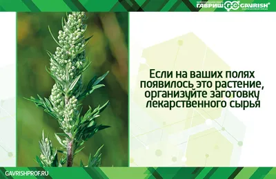 Купить семена Полынь обыкновенная Artemísia vulgáris Janlim в Москве:  доставка семян по России и СНГ - интернет-магазин «Сады Семирамиды»