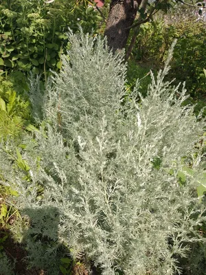 Полынь белая эфирное масло (Artemisia herba alba)