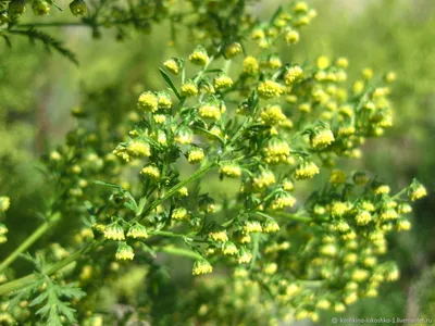 Полынь лимонная (Artemisia balchanorum), трава, Крым (5 мл) - 100%  натуральное эфирное масло