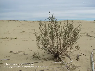 Полынь, посаженная между кустами смородины, сдерживает ржавчину | О доме,  саде и цветах | Дзен