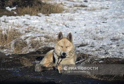 На Алтае разрешили отстрел гибридов волка и собаки - EcoPravda.ru