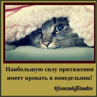 Доброе #Утро💥 #Сегодня #Понедельник #1️⃣5️⃣Ноября🤔 Желаю настроиться на  позитив, пусть удачной.. | ВКонтакте