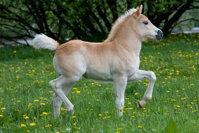 World's smallest horse? 20-inch pony vies for Guinness world record