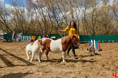 Фотографии пони во время спортивных состязаний