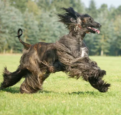 Афганская борзая (Afghan Hound) - это красивая, умная и благородная порода  собак. Отзывы, фото, описание.