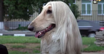 Афганская борзая (Afghan Hound) - это красивая, умная и благородная порода  собак. Отзывы, фото, описание.