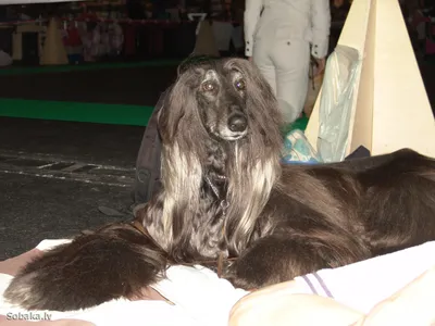 Афганская борзая (Afghan Hound) - это красивая, умная и благородная порода  собак. Отзывы, фото, описание.