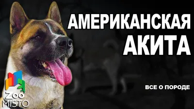 Американская акита: фото и рисунки из нейросети | Soba4nik.ru | Дзен