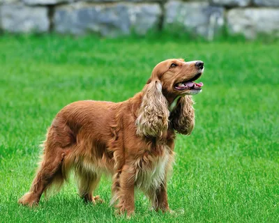 Английский кокер спаниель (English Cocker Spaniel) - это умная, нежная,  ласковая и спокойная порода собак. Фото, описание, отзывы.