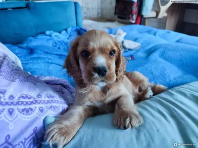 Английский кокер-спаниель: шарм, история и верность в одной породе🐶 |  Кинологический центр \"Лунна\" | Дзен