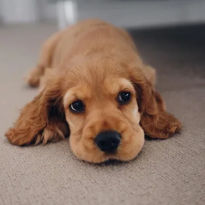 Английский кокер спаниель (English Cocker Spaniel) - это умная, нежная,  ласковая и спокойная порода собак. Фото, описание, отзывы.