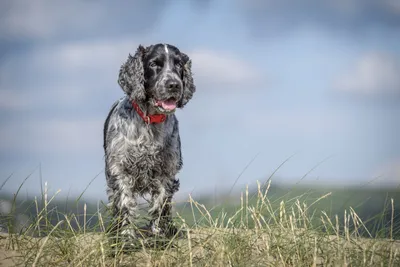 Английский кокер спаниель (English Cocker Spaniel) - это умная, нежная,  ласковая и спокойная порода собак. Фото, описание, отзывы.