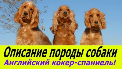 Английский кокер-спаниель (Cocker Spaniel) | Мир собак. Журнал о собаках.  Доска объявлений. Породы. Дрессировка.