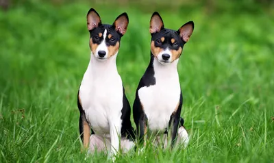 Басенджи (Basenji) - это очень умная, веселая и независимая порода собак.  Фото, описание, отзывы.