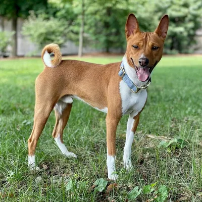 Басенджи (Basenji) - это очень умная, веселая и независимая порода собак.  Фото, описание, отзывы.